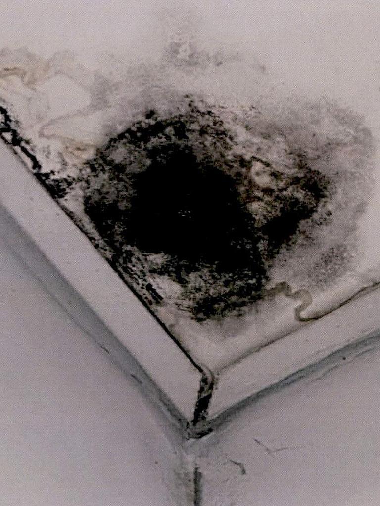 儿童病房蟑螂泛滥、致命霉菌致病患死亡、手术室内惊现昆虫…新州医院乱象引热议！自由党狠批（组图） - 3