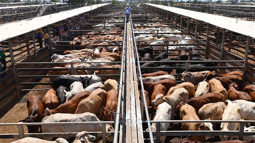 中国牛肉进口配额新规生效，澳洲10万吨牛肉或转向东南亚市场！（图） - 2