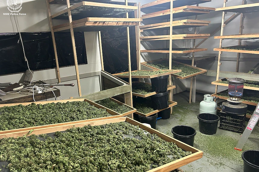 以为找到$350/日的高薪工作，亚裔女竟差点在澳坐牢！涉案$8000万（组图） - 3