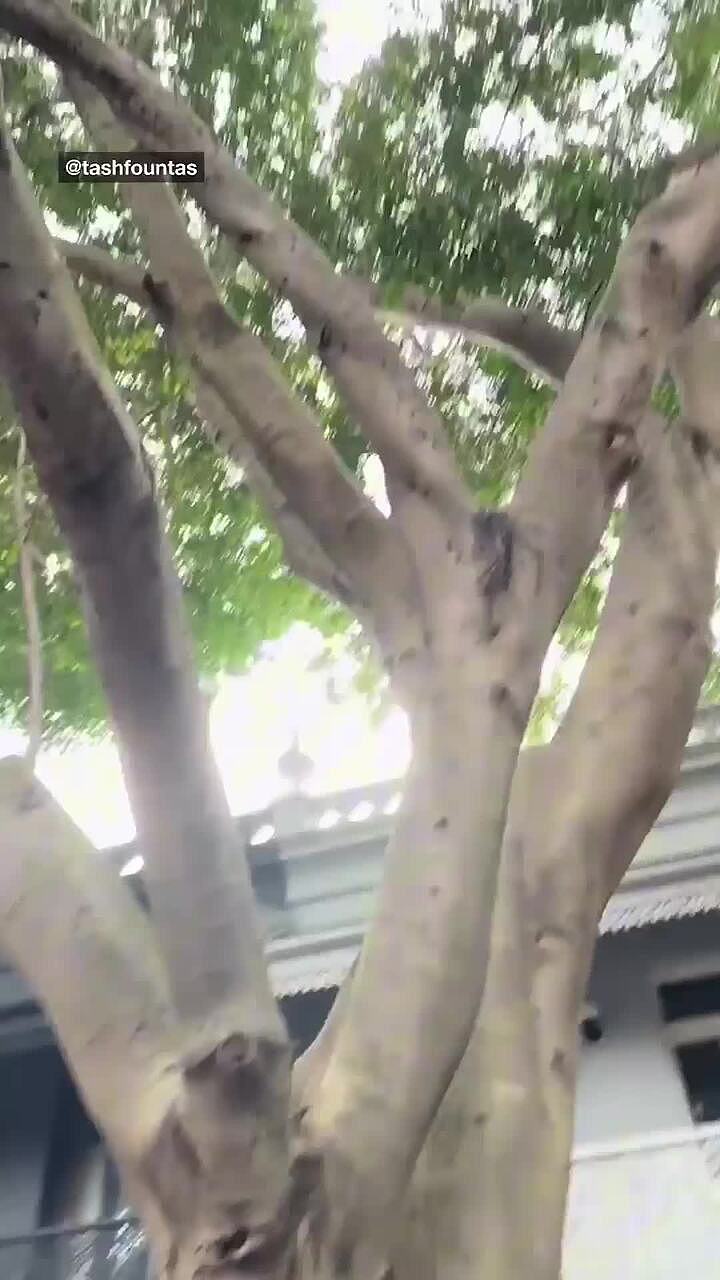 悉尼女子抱怨落叶弄脏爱车，要求政府砍树遭全网群嘲（组图） - 1