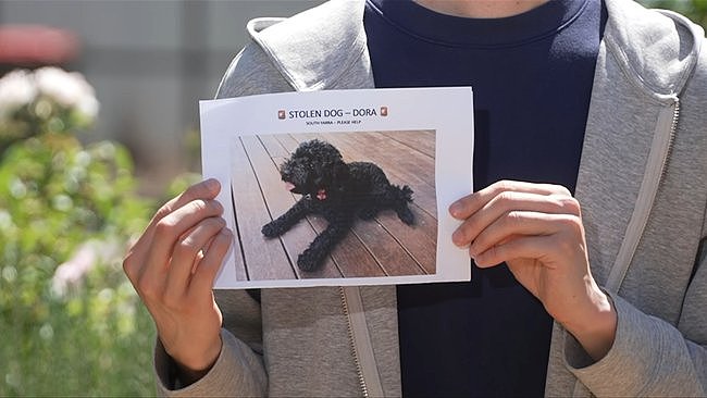 “非常难受！”澳华男超市购物15分钟，出门发现爱犬被偷（组图） - 4