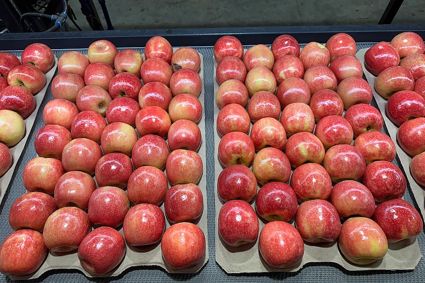 澳洲油价飙升至$2.59！ACCC紧急介入调查，“恐慌性抢购”席卷全澳 - 6
