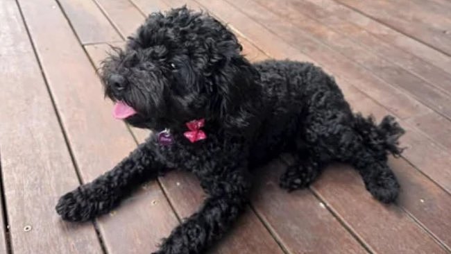 澳洲华人爱犬购物中心外被偷，警方跨区30公里追回，拘捕19岁女子（组图） - 1