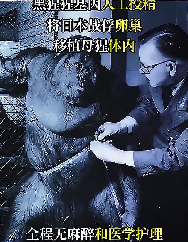 苏联“人猿杂交”实验：5名女孩与11只猩猩参与，结局如何？（组图） - 3