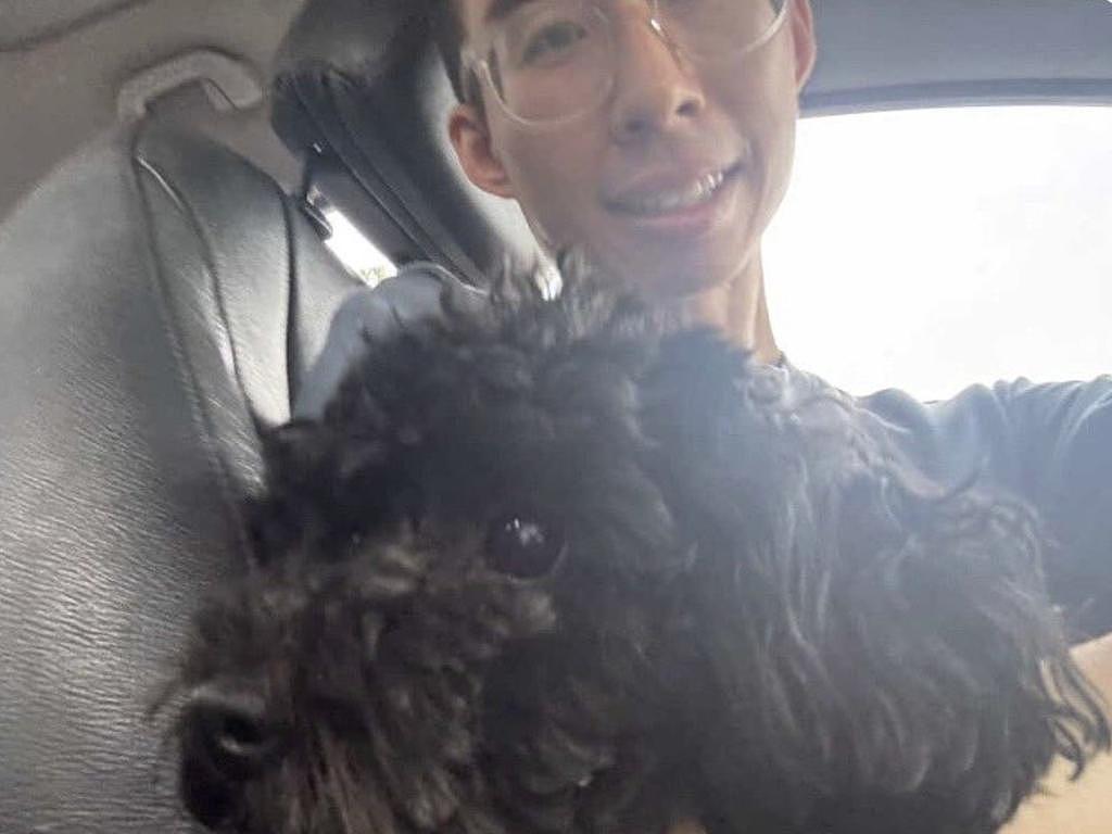 新维两州盗狗占全澳60%，仅四分之一找回，热门犬种成高风险目标（组图） - 1