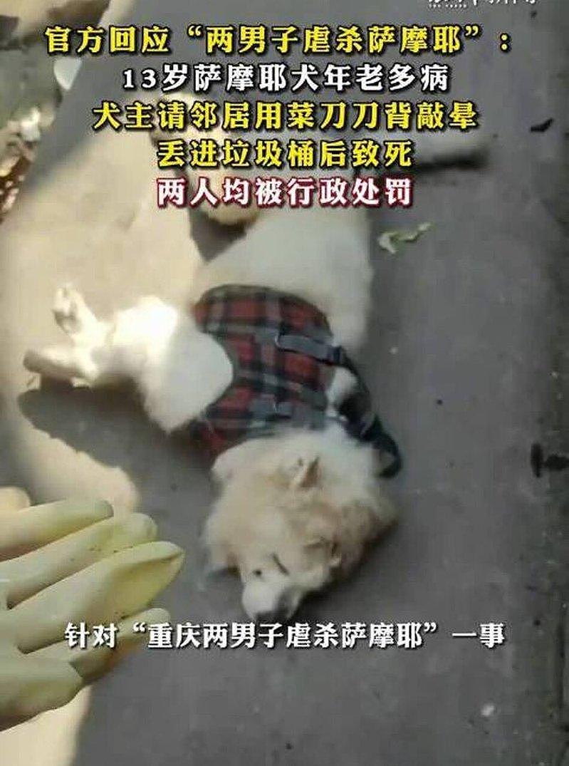 13岁萨摩耶犬多病,重庆主人竟找来邻居用菜刀虐杀(图) - 1