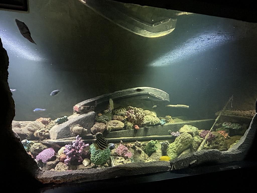 家有1.4万升巨型水族箱！澳洲“鲨鱼房”上市，孩子能在客厅浮潜 - 2