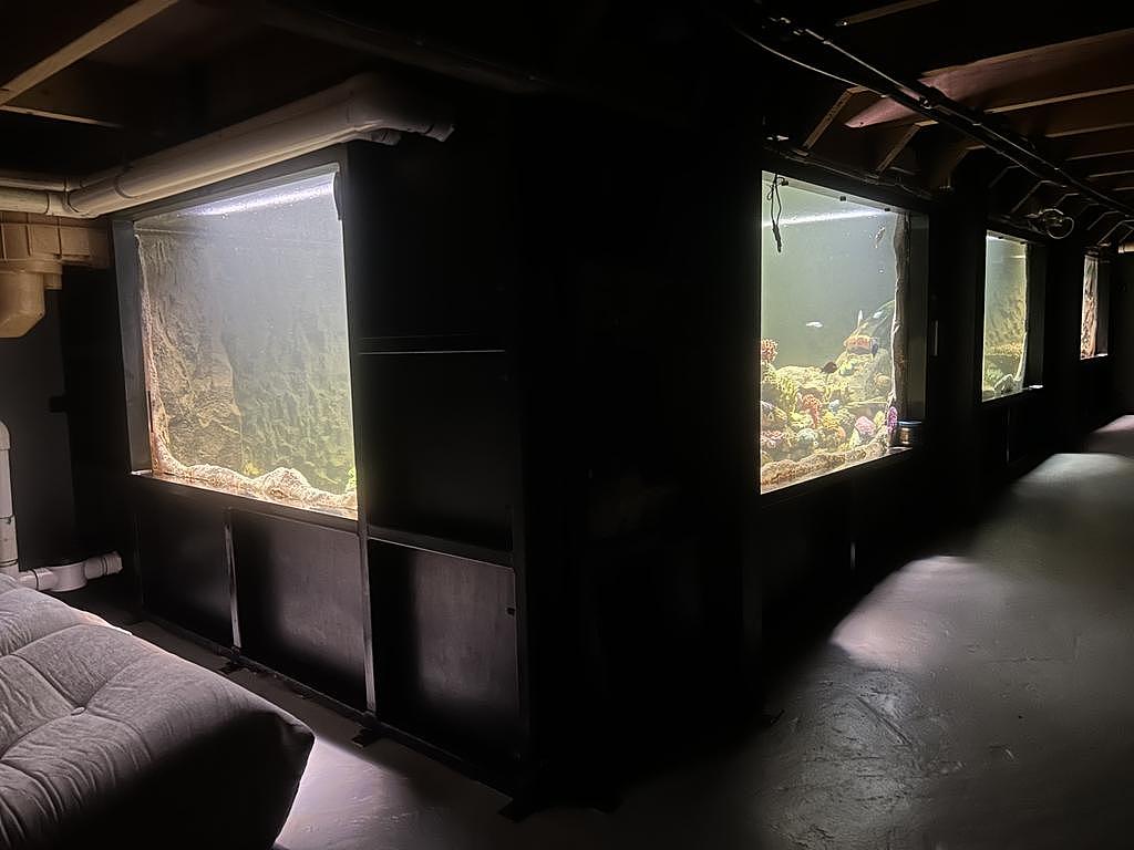 家有1.4万升巨型水族箱！澳洲“鲨鱼房”上市，孩子能在客厅浮潜 - 4