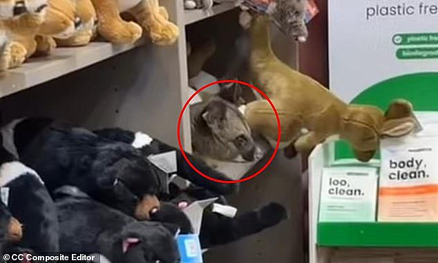负鼠潜入霍巴特机场,混进礼品店货架萌翻网友走红!“它怎么躲过安检的?” - 1