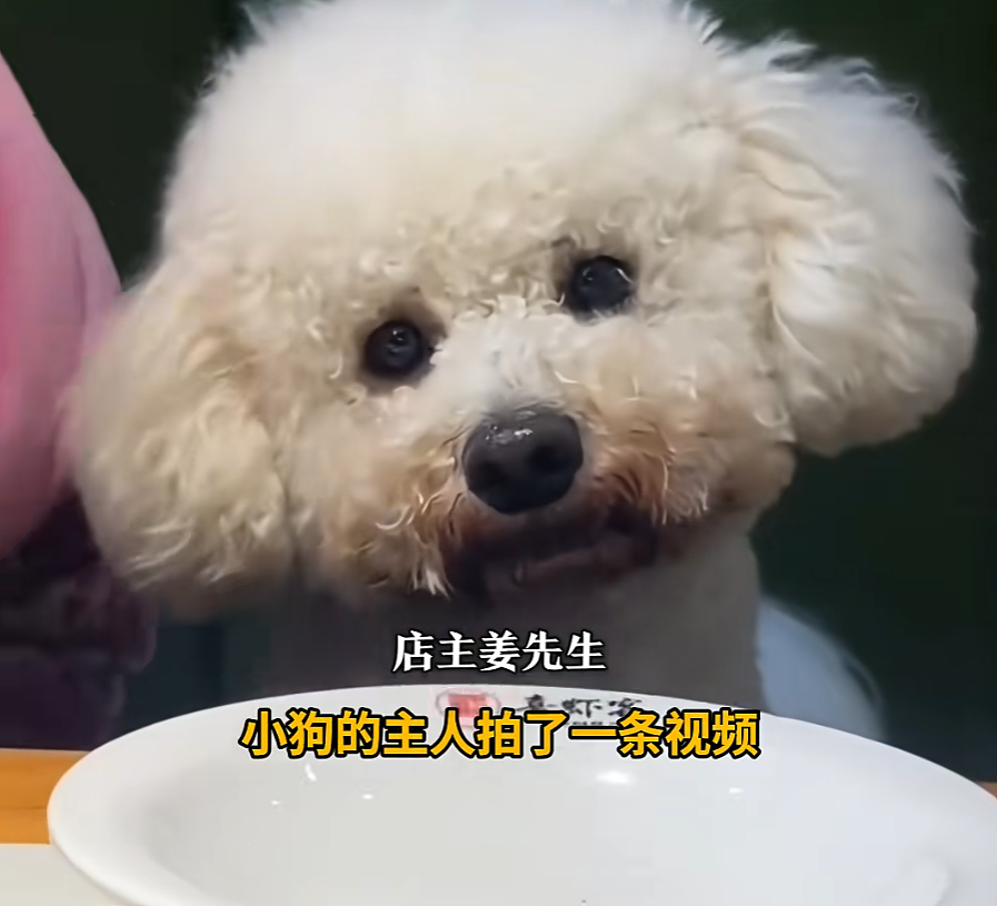 女子带狗就餐，店主砸了600套餐具，停业消杀！当事人道歉（组图） - 1
