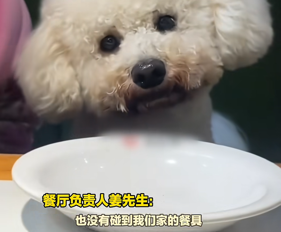 女子带狗就餐，店主砸了600套餐具，停业消杀！当事人道歉（组图） - 3