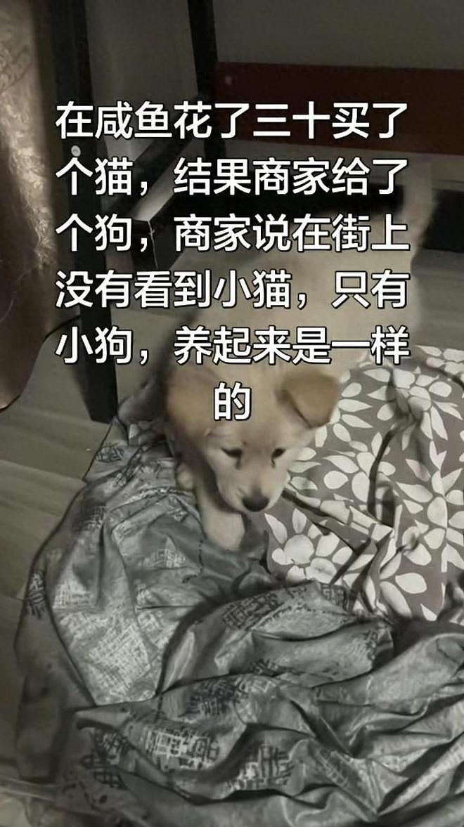 只有想不到,没有买不到!闲鱼奇葩交易大赏,网友:赚钱新思路(组图) - 2