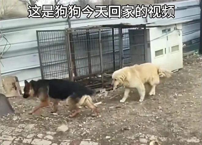 现实版汪汪队！同村7只狗被偷，结伴逃亡17公里回家（组图） - 3