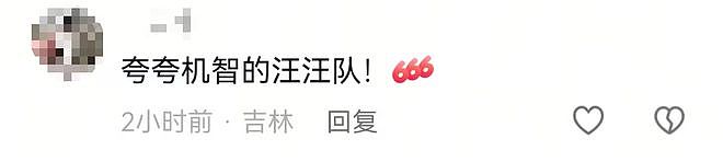 现实版汪汪队！同村7只狗被偷，结伴逃亡17公里回家（组图） - 4