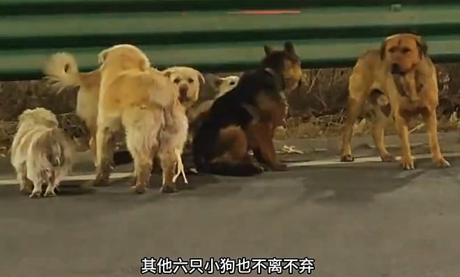 现实版汪汪队！同村7只狗被偷，结伴逃亡17公里回家（组图） - 5