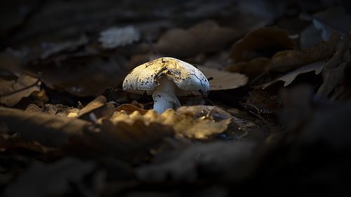 一朵致命！澳洲多地因强降雨“毒蘑菇”野蛮生长，专家警告千万别采摘（组图） - 1