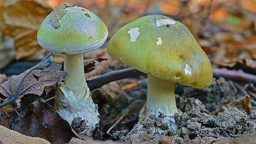 一朵致命！澳洲多地因强降雨“毒蘑菇”野蛮生长，专家警告千万别采摘（组图） - 2