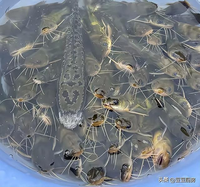 有4种鱼已经上“黑榜”了，卖鱼的自己都不碰，但还有人经常吃（组图） - 9