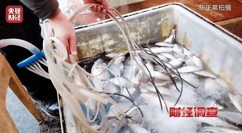 中国“活鱼”竟靠工业酒精麻醉？央视曝光食安黑幕（组图） - 2