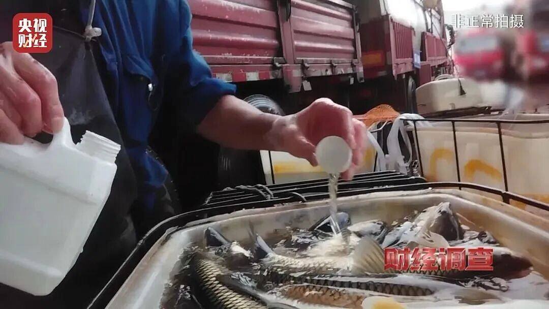 央视揭活鱼休眠真相：工业酒精勾兑三无麻醉剂，长期食用恐伤肝肾（组图） - 1