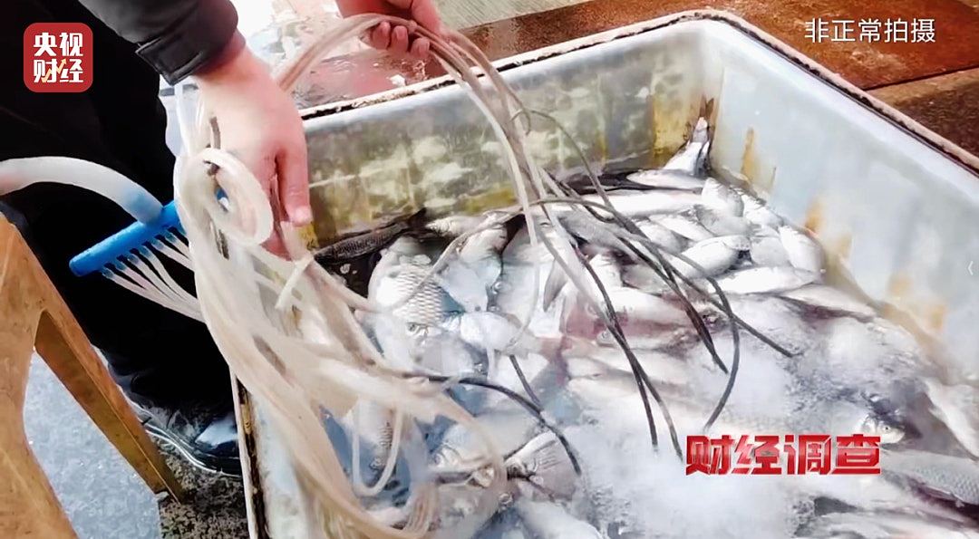 央视揭活鱼休眠真相：工业酒精勾兑三无麻醉剂，长期食用恐伤肝肾（组图） - 2