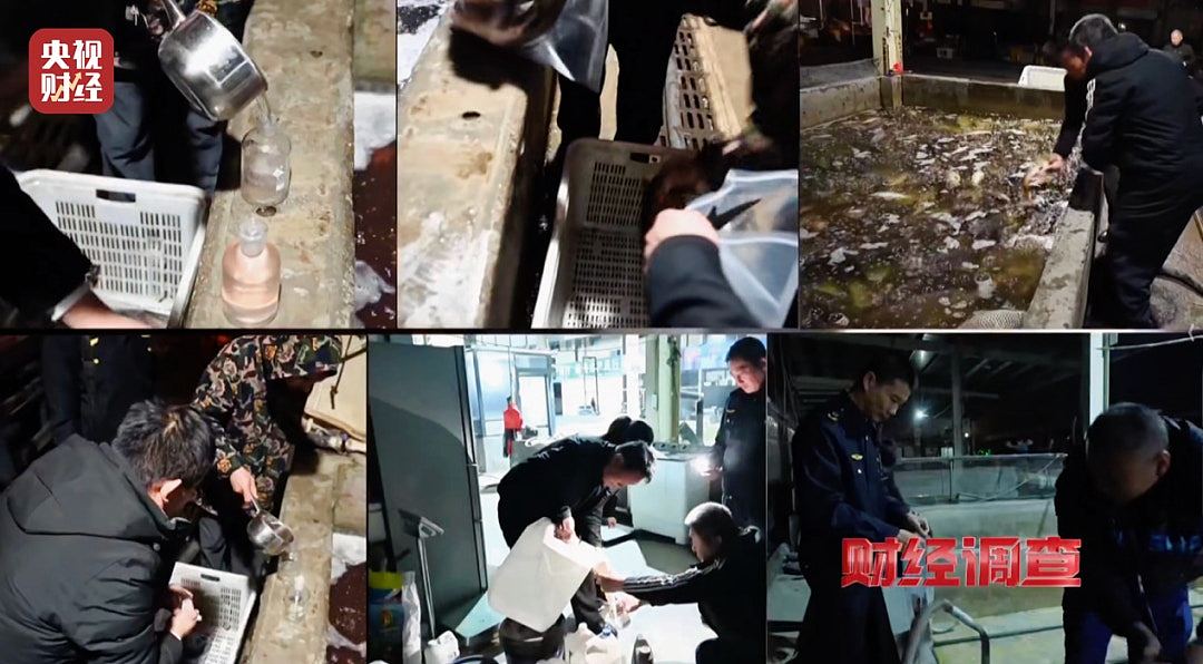 央视揭活鱼休眠真相：工业酒精勾兑三无麻醉剂，长期食用恐伤肝肾（组图） - 11