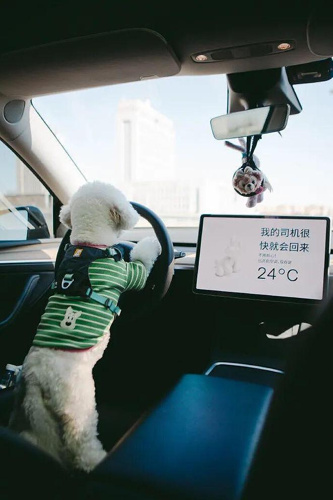 14.99万！“史上最便宜”特斯拉来了（组图） - 5