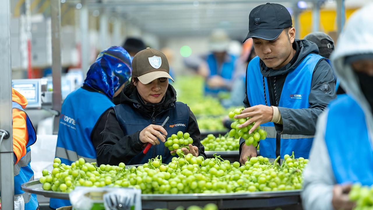 澳洲最大葡萄种植商之一破产，欠债$5000万，极端天气摧毁八成收成（组图） - 1