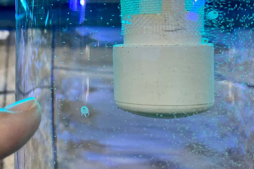 指甲盖大小水母竟有致命剧痛！澳女自述：疼到无法形容，感觉自己要死了...（组图） - 3
