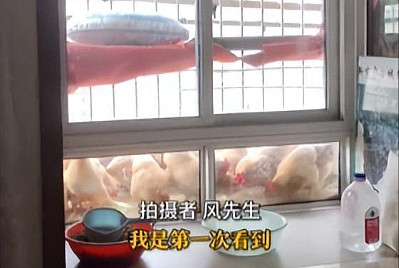 浙江一男子去客户家，被“阳台养鸡”震惊！两套房打通，邻居也不投诉，当事人：鸡住上了商品房（图） - 1