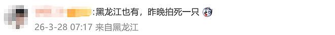冲上热搜！今年蚊子可能迎来史诗级加强？网友：遭不住了（组图） - 6