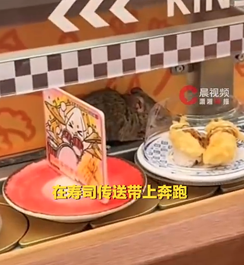 恐怖!杭州回转寿司店惊见大老鼠在传送带奔跑(图) - 1
