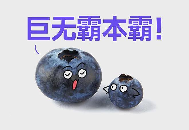 冷知识：千万不要买太大的蓝莓！！！（组图） - 2
