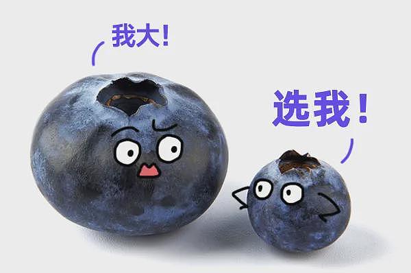 冷知识：千万不要买太大的蓝莓！！！（组图） - 17
