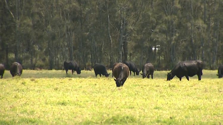 85%肉类生产商燃油储备仅剩一周,红肉价格恐飙升(图) - 1