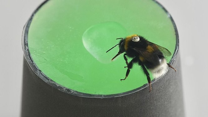 颠覆认知！澳洲科学家发现大黄蜂能听懂节奏，未来或将改变AI技术（图） - 1