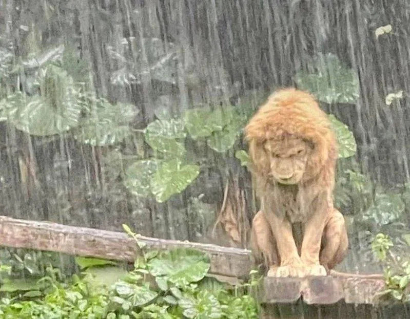 长隆动物园美洲狮暴雨中独自忧伤，抗塌发型暴红（组图） - 1
