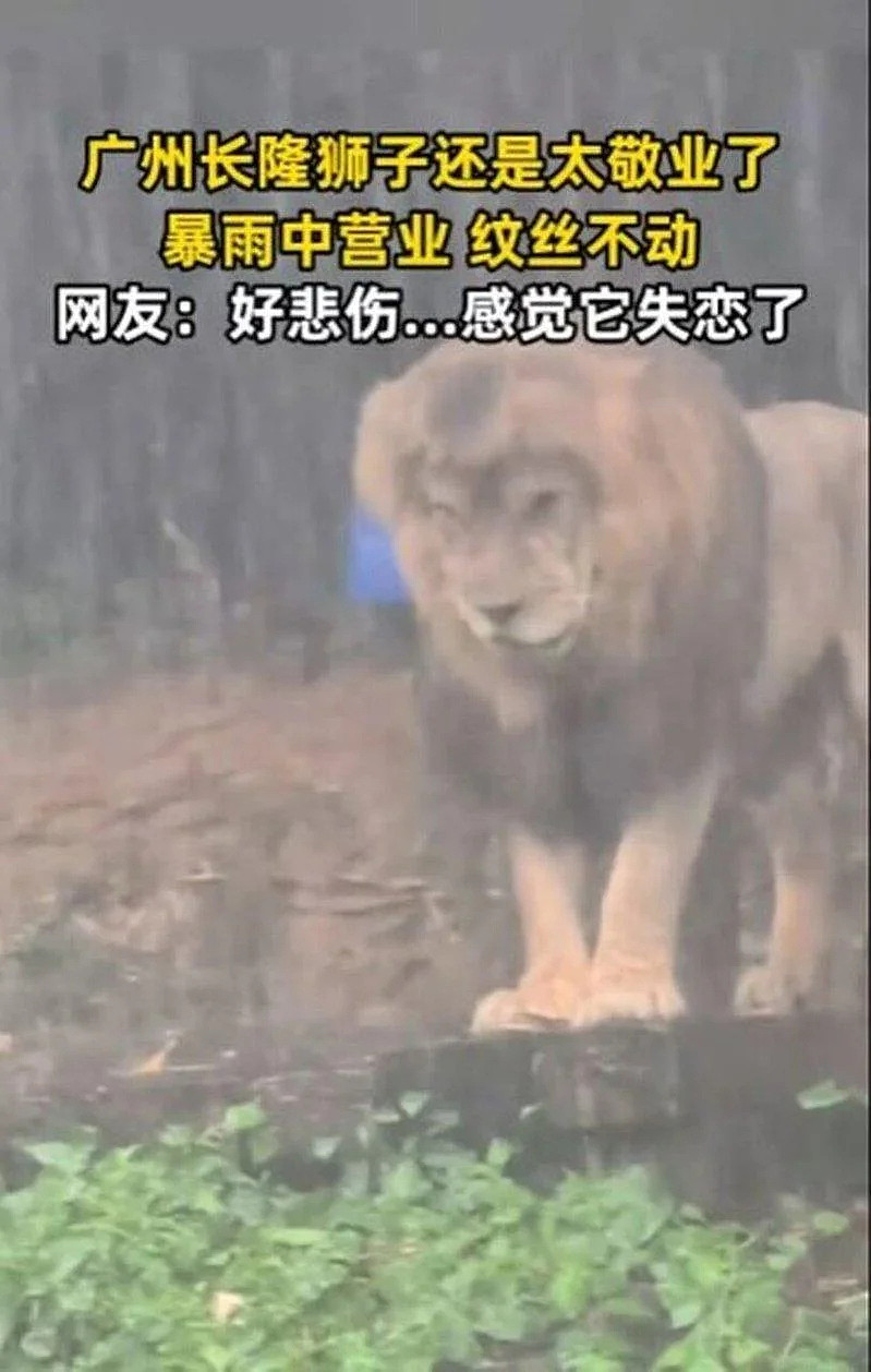 长隆动物园美洲狮暴雨中独自忧伤，抗塌发型暴红（组图） - 3