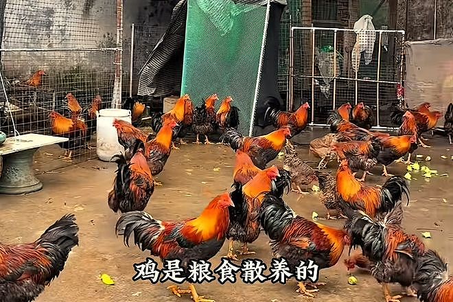 500桌同时排队！广东鸡煲店被千万网红带火，老板累瘫求饶：别来了（组图） - 3