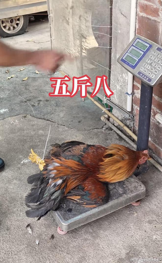探店爆火的莫氏鸡煲被曝涨价，1份鸡258，汤底38，腐竹30 - 2
