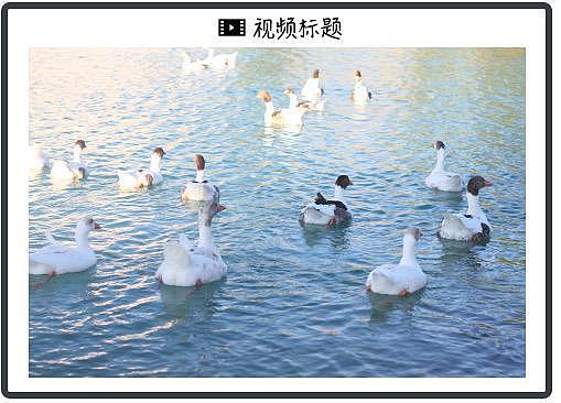 神秘“欢乐马”空降屠榜,碾压Seedance 2.0,视频AI又变天了? - 5