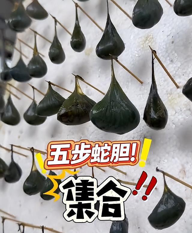95后姑娘大学毕业2年后，回村养6万多条毒蛇年入百万元，当事人：父亲养蛇30年，起初不让自己接触这个行业，觉得养毒蛇危险性太高 - 1