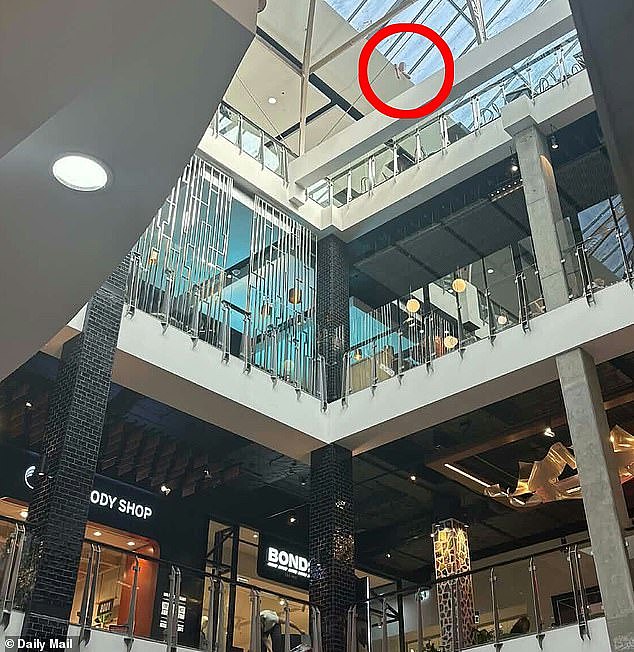 悉尼购物中心突发警情：男子爬上屋顶威胁跳下引发封锁（组图） - 1