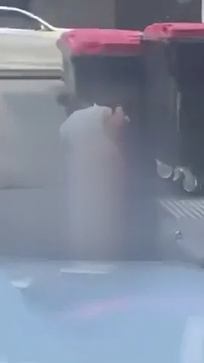 恶心！布里斯班咖啡馆外惊现女子当街如厕，男子递纸巾引发热议（组图） - 5