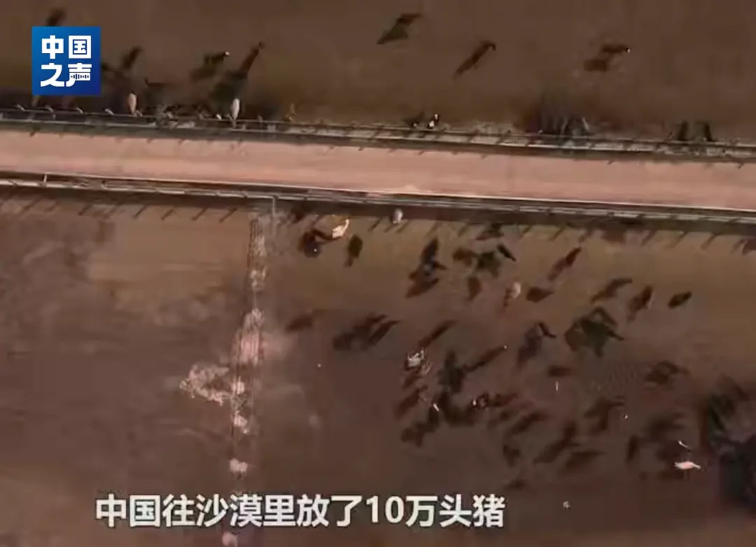 十万头猪让“沙漠变绿洲”？当地回应....（组图） - 1