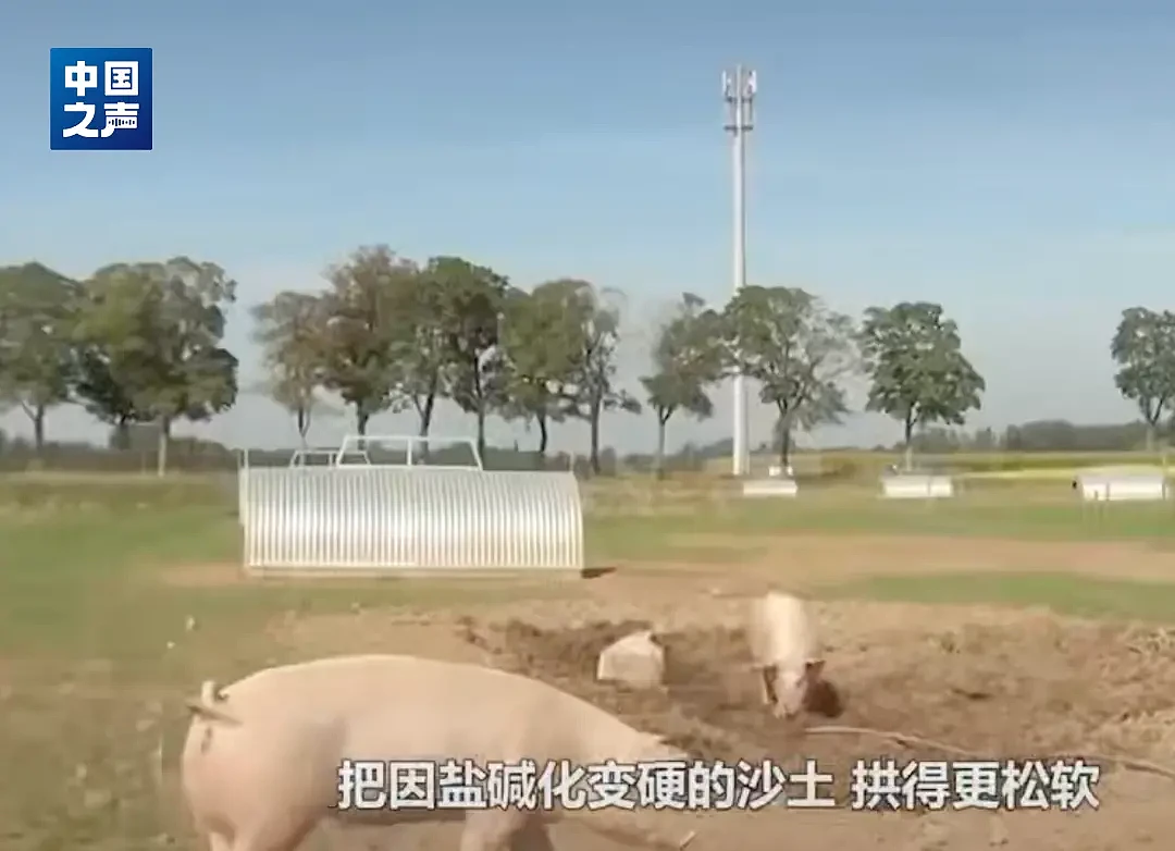 十万头猪让“沙漠变绿洲”？当地回应....（组图） - 2