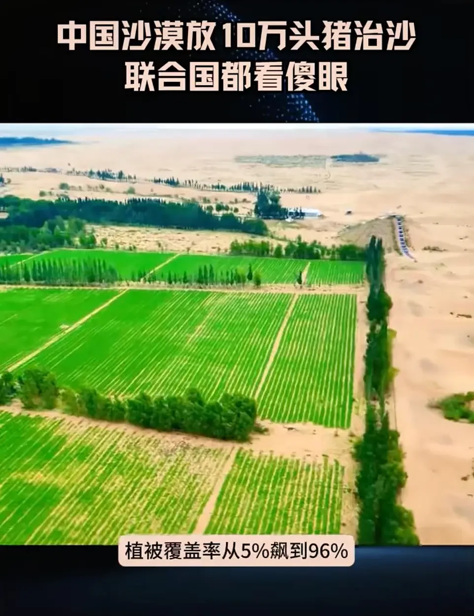 十万头猪让“沙漠变绿洲”？当地回应....（组图） - 3
