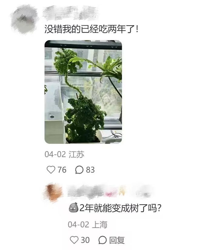 山姆上新无限繁殖的羽衣甘蓝盆栽被疯抢？打工人想800个方法驯服“史上最难吃蔬菜” - 3