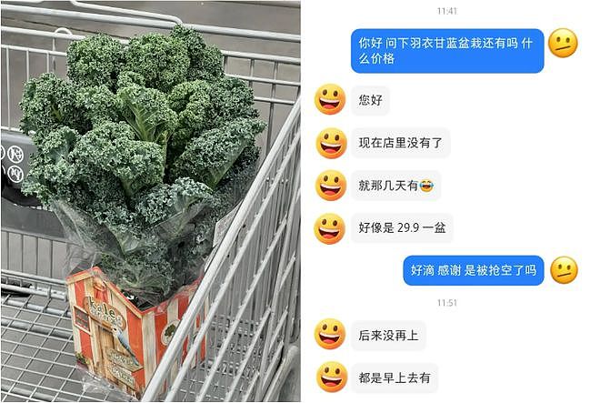 山姆上新无限繁殖的羽衣甘蓝盆栽被疯抢？打工人想800个方法驯服“史上最难吃蔬菜” - 4