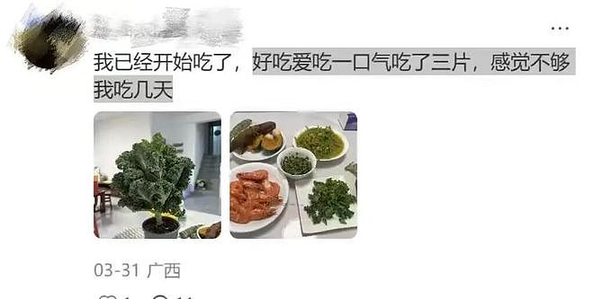 山姆上新无限繁殖的羽衣甘蓝盆栽被疯抢？打工人想800个方法驯服“史上最难吃蔬菜” - 5